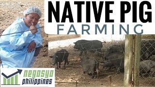 NATIVE PIG FARMING  Negosyo Philippines [upl. by Mure]