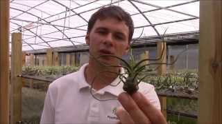 Tillandsia bulbosa Planta Brutt Video 20 [upl. by Nigam]