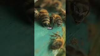 Honeybees waggle dance hindi cartoon lovemusic [upl. by Enirehtakyram154]