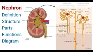 Nephron Definition Structure Physiology Functions [upl. by Eenaj554]