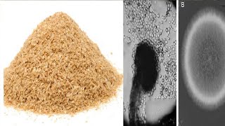 Production and Characterization of Xylanase from Aspergillus niger using Wheat Bran Corn Cobs [upl. by Hayyifas]