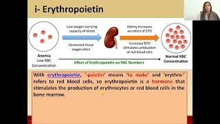 Role of Kidney in Hormonal production  erythropoietin  Erythropoiesis  RBC Formation [upl. by Gilliam]