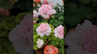 어여쁜 땅꼬마 아가씨 미니다이앤제라늄pelargonium flower 꽃바람가드닝 [upl. by Aniarrol353]