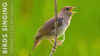 Birds Chirping  24 Hour Bird Sounds Relaxation Soothing Nature Sounds Birds Chirping [upl. by Frentz994]