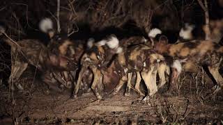 Wild Dogs Kill and eat Duiker Manyeleti Greater Kruger National Park African Safari [upl. by Bernarr]