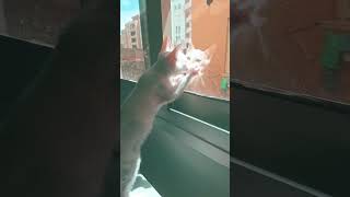 solveig Lave la vitre chat cat funny fyp foryou [upl. by Abdel144]