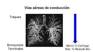 Fisiología del Aparato Respiratorio [upl. by Tnarb]