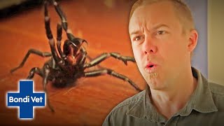 Tim Faulkner Finds Two Funnel Web Spiders In Friends House  Bondi Vet [upl. by Cleasta]