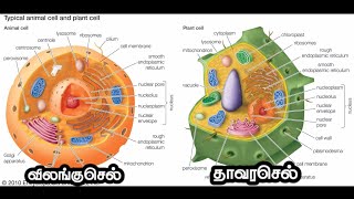 Cell organelles and their function song  செல் உறுப்புகளின் பணிகள் [upl. by Oetsira]