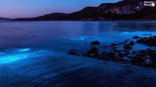 Bioluminescence event at Preservation Bay in Tasmania [upl. by Kinnon]