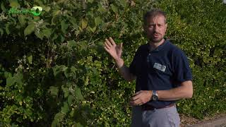 How to Identify Japanese Knotweed Japanese Knotweed Identification [upl. by Gerlac]