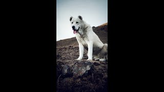 ყაზბეგური მეცხვარე ნაგაზი  Kazbegian Shepherd quotNagaziquot [upl. by Creath]