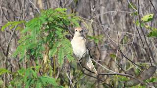 荒漠伯勞  Isabelline Shrike  Lanius isabellinus [upl. by Ulrick620]