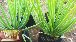 cara menanam daun bawang dari batang sisa dari dapur di dalam polybag [upl. by Schonthal]