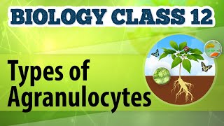 Types of Agranulocytes  Circulation  Biology Class 12 [upl. by Ethbun]