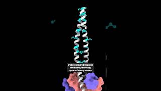 Leucine Zipper  DNA binding motif  DNA binding domain  Regulation of Gene Expression [upl. by Aiak]