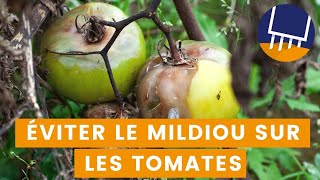 Comment prévenir et traiter le mildiou sur vos plants de tomates de manière naturelle [upl. by Ajak]