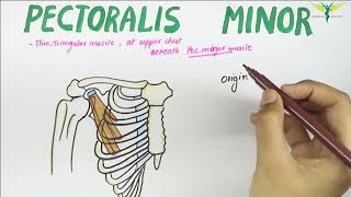 Pectoralis Minor  Muscle  Origin  Insertion  Nerve supply  Action [upl. by Euqinobe]