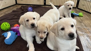 Labrador Puppy Cam LIVESTREAM Lab Puppies Day 47 PT 2 cutepuppiesplaying labrador puppies [upl. by Simmie]