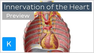 Innervation of the heart preview  Human Anatomy  Kenhub [upl. by Yvonne827]