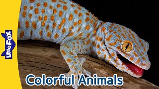 Colorful Animals  Gecko  Parrot  Flamingo  Ladybug  Clown Fish  Monarch Butterfly Turkey [upl. by Gnik]