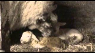 Spring Lamb Video  Courtesy of LambWatch [upl. by Letnoj]