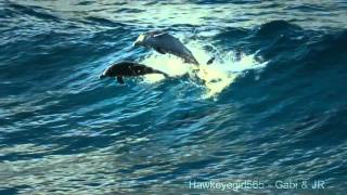 The Ocean Goldripp Remix  Chill Out Ibiza Vol 3  Dolphins amp Humpbacks Love of the Ocean HD [upl. by Oaht192]