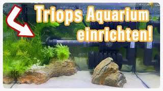 Triops Aquarium einrichten Tipps und Tricks für dein Urzeitkrebsaquarium Triops Spektrum [upl. by Ahsiekahs]