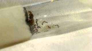 Lasius neoniger Colony Emerging From Deep Cold Hibernation Time lapse [upl. by Audrit930]