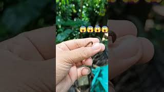 Amazing leech  Beautiful leech movement  Leech therapy  leech shorts nature  Hirudinea [upl. by Tratner370]