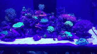 How to reduce Phosphates in a Saltwater Aquarium [upl. by Ferren600]