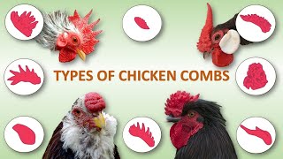 Types of Chicken Combs 🐔  Rooster  Poultry  Hen [upl. by Janifer595]