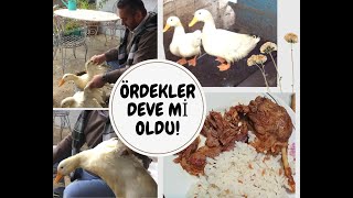 SOBADA PEKİN ÖRDEĞİ TARİFİ🦆 BAKIN NASIL DEVE OLDULAR 🍽 AKŞAM YEMEĞİ MENÜSÜ [upl. by Johnston156]