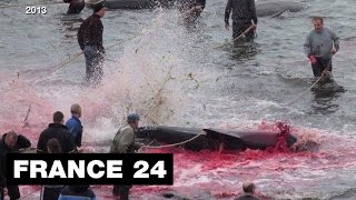 Sanglant massacre de dauphins aux Îles Féroé [upl. by Ediva]