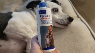 Reviewing EpiOtic Advanced Ear Cleanser for Dogs and Cats [upl. by Marlowe881]