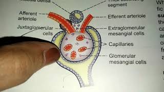 Juxtaglomerular apparatus  NEET preparation  biology  Tarang academy  Tarangini GOSWAMI  physio [upl. by Arihsak]