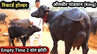 🏆1st Time के समय का दूध 2दांत झोटी  एक और अपडेट औमबीर पांडवान के फार्म से Live Milking 19696 kg👍 [upl. by Alexio371]