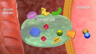 Mechanism of Action Proton Pumps Inhibitors [upl. by Rubia]