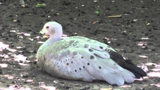 Cape Barren goose🦢Cereopsis novaehollandiae✅Куриный гусь [upl. by Asseneg]