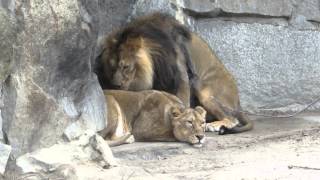 Löwenpaar im Tierpark Berlin [upl. by Roarke922]