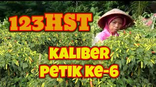 KEMARIN 85000KG‼️ petik KALIBER lagi yang ke6Mas Nur DAP [upl. by Kerekes277]