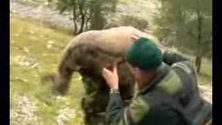 Chasse aux chamois hhalpes hunting alpine chamois [upl. by Innavoj]