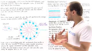 Micelles and Lipid Bilayer [upl. by Cressi]