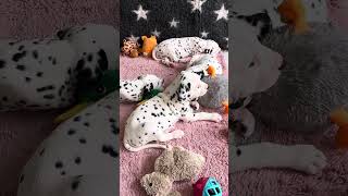 Dalmatian puppies are gorgeous looking ♥️ puppy dalmatian cuteanimal puppies cutepuppy [upl. by Aiciles983]