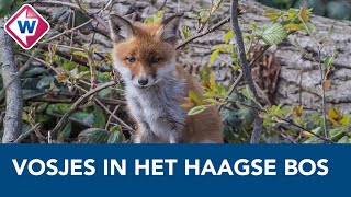 Jonge vosjes trekken de aandacht van fotografen in het Haagse Bos  OMROEP WEST [upl. by Akinorev]