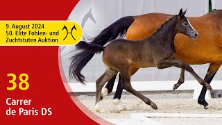 50th Elite Foal and BroodmareAuction  Aug 9th  No 38 Carrer de Paris DS by Cahil  Catoki [upl. by Nerland]