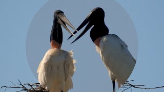 JABIRU Nesting couple JABIRU MYCTERIA TUIUIÚ JABURU BIRDS OF FLOODED REGIONS fISHING BIRDS [upl. by Chute86]