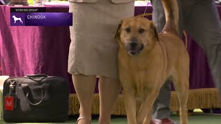 Chinooks  Breed Judging 2023 [upl. by Ahsiadal773]