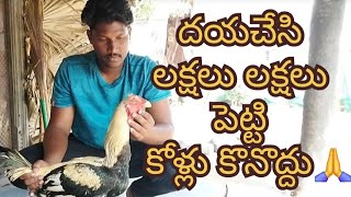 కోడిని బ్రతికించడం తెలిస్తే మీరు ఇందులో రండి viral trending reels chicks punju youtube sale [upl. by Anail760]