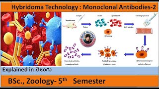 Hybridoma Technology  Monoclonal Antibodies2  BSc Zoology  HSR Bioinfo [upl. by Chadabe]